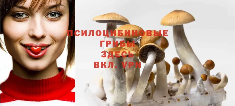 Галлюциногенные грибы Psilocybine cubensis  наркошоп  Грязи 